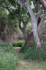 Fototapeta premium Arboles