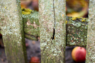Photo of old wooden moldy fence