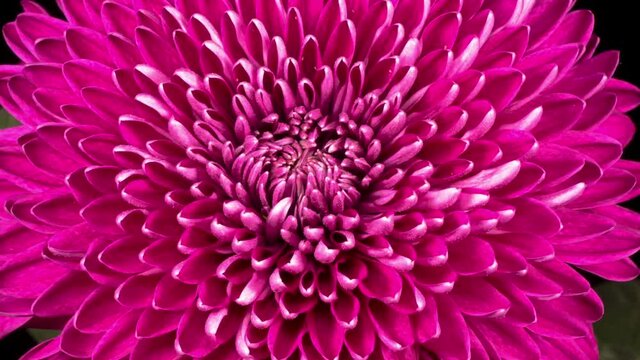 Time Lapse of Beautiful Pink Chrysanthemum Flower Opening Against a Black Background.