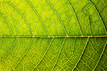 Fototapeta na wymiar Green leaf and veins extreme macro close up horizontal top view backlit
