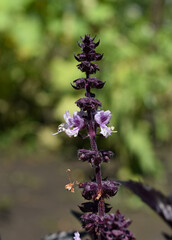 blooming Basil and a bee on it