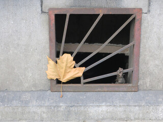 dried autumn leaf hanging on a grid before a cellar