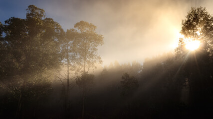 Foggy landscape in forest with light flashes, trees and blue sky.
