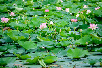 Delicate vivid pink and white water lily flowers (Nymphaeaceae) in full bloom and green leaves on a water surface in a summer garden, beautiful outdoor floral background photographed with soft focus.