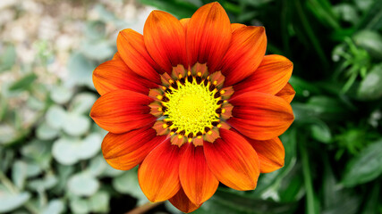 Orange Garden Flower | Sacred Geometry Of The Nature
