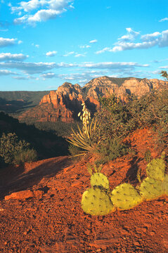 Sunset at Overlook Point in Sedona Arizona USA.  With Prickly Pear Cacti and Blooming Yucca plant.  A romantic spot for lovers at the end of the day.