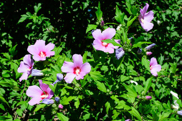 Pink magenta flowers of hibiscus syriacus plant, commonly known as Korean rose, rose of Sharon, Syrian ketmia, shrub althea or rose mallow, in a garden in a sunny summer day