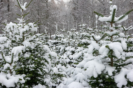 Snowy Christmas tree nursery farm in the forest after fresh snowfall cloudy daytime Switzerland
