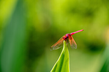 Naklejka premium red dragonfly on a leaf