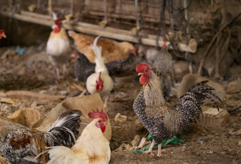 chickens and roosters inside a pen