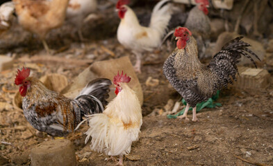 chickens and roosters inside a pen
