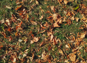 The yellow and orange autumn foliage of chestnuts lies on the ground with green grass. View from above, natural background.