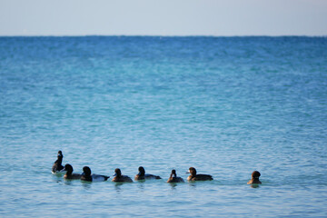日本の海　由比ガ浜のカモ