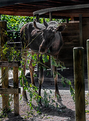 Eurasian elk eating twigs in its enclosure. Latin name -  Alces alces