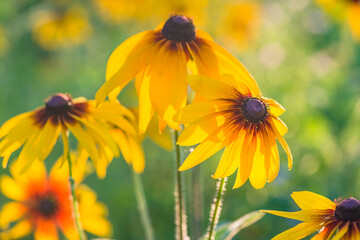 Yellow rudbeckia or black-eyed-susans blooming on sunlight. Close up, selective focus