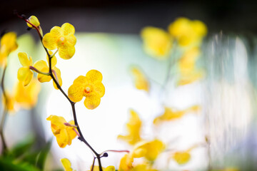 yellow flowers in spring