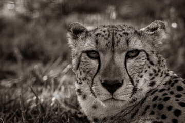 portrait of a cheetah