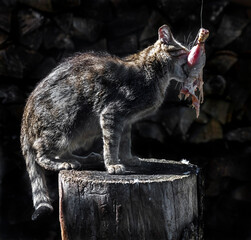 Obraz premium European wild cat eating suspended chickrn leg on the stump. Latin name - Felis silvestris