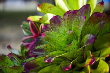 close up of a pink flower