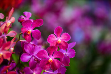 Fototapeta na wymiar pink orchid flowers
