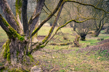Fototapeta premium tree