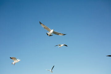 Obraz premium seagulls in flight
