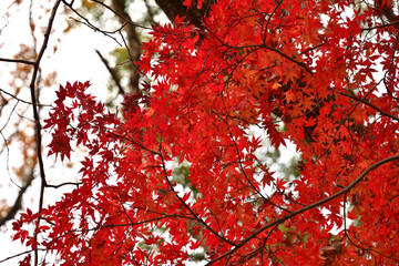 三重県伊勢市　五十鈴公園の紅葉