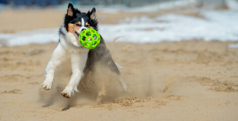 Dog breed warrant collie plays with green ball mesh on beach in early spring on a sunny day