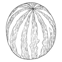 Sketch silhouette sketch watermelonon white background illustration