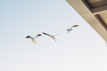 flock of seagulls