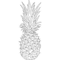 Sketch silhouette sketch pineapple on white background illustration