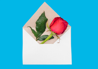 Red rose in a white envelope on a blue background. Gift for March 8 and Valentine's day.
