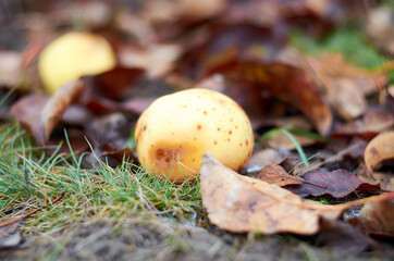 Grass, brown leaves and yellow apple