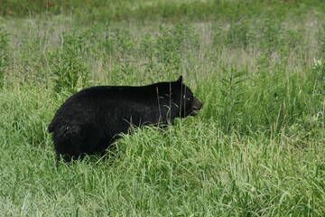 black bear in grass