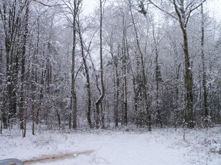 winter forest in the snow