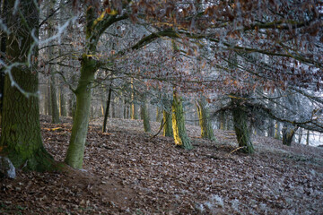 forest in autumn