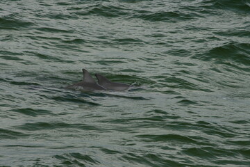 dolphin in the water