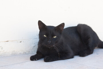 Straßenkatze auf Gozo