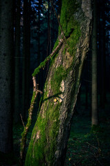 Withered tree in the forest