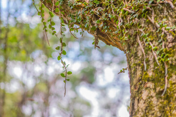 Flora del río