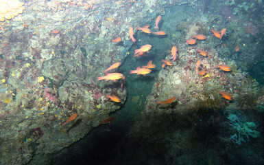 Fototapeta na wymiar Unterwasserwelt bei Gozo