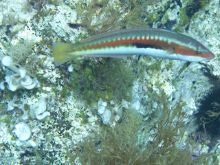 Unterwasserwelt bei Gozo
