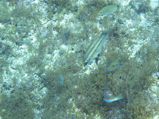 Fototapeta premium Unterwasserwelt bei Gozo