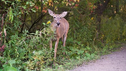 Along the trail of a forest, a female adult white-tailed deer searches and consumes grass while keeping a watchful eye.