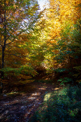 autumnal path in the woods with warm colors