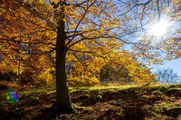 Fototapeta premium autumn forest and trees wood