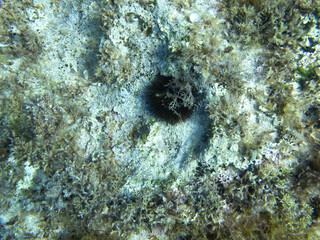 Unterwasserwelt bei Gozo