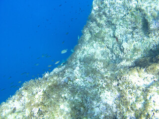 Unterwasserwelt bei Gozo