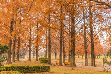 Fototapeta premium Beautiful autumn foliage, metasequoia trees along at Kawagoe, Japan.