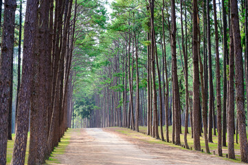 Rows of towering pine trees at Hot district, Chiang Mai, Thailand